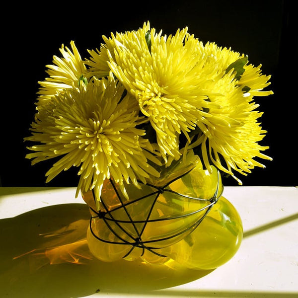 Vanessa Mitrani Pelote Sun