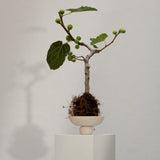 Baburu Bowl  Mini Birch