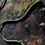 Naga Lotus Leaf Round Green&Brown