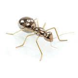 Fauna Karınca